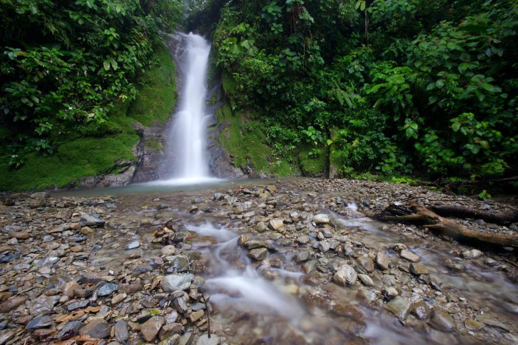 Selva Bananito Lodge Westfalia Ngoại thất bức ảnh