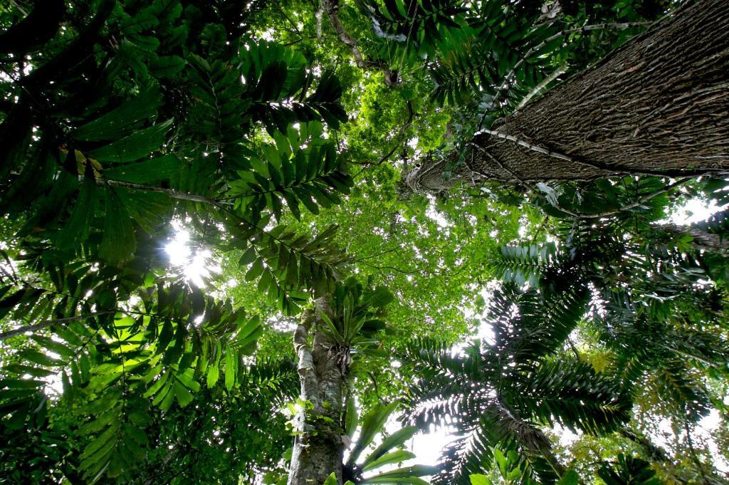 Selva Bananito Lodge Westfalia Ngoại thất bức ảnh